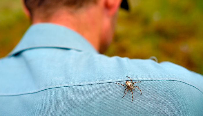 Fotografía para artículo sobre las picaduras de araña, para el blog de topfarma.